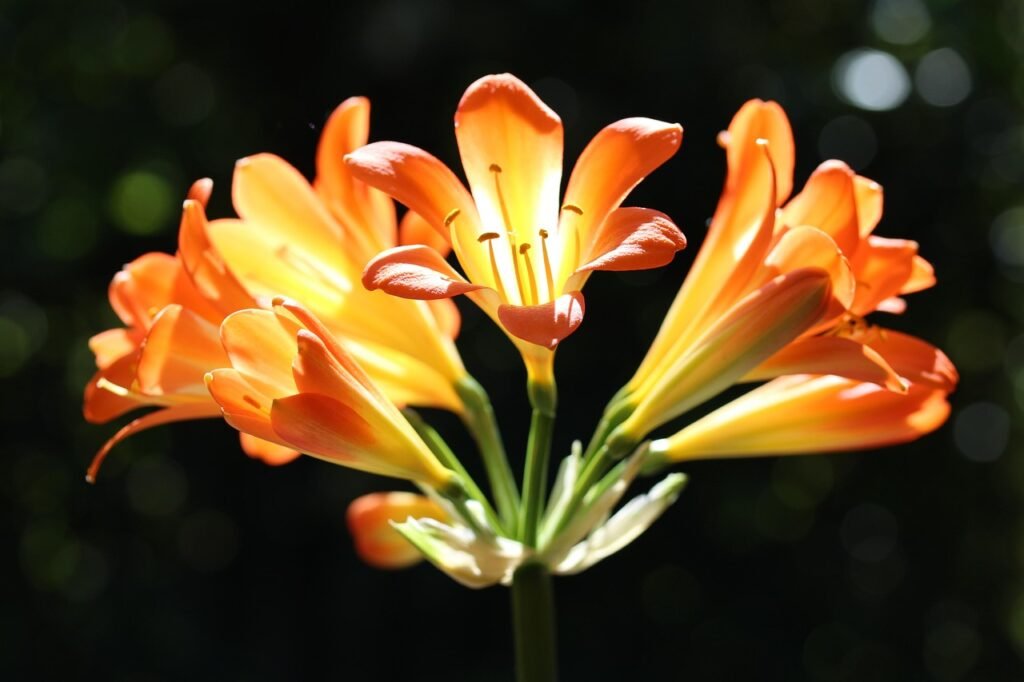 Clivia