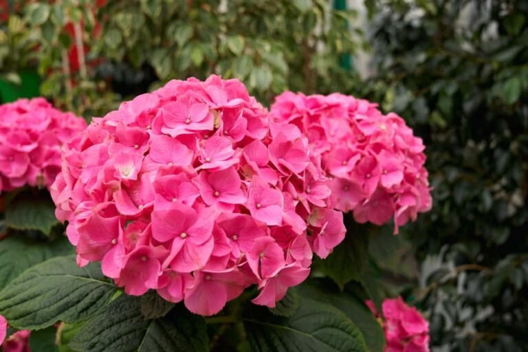 Hortensia rose