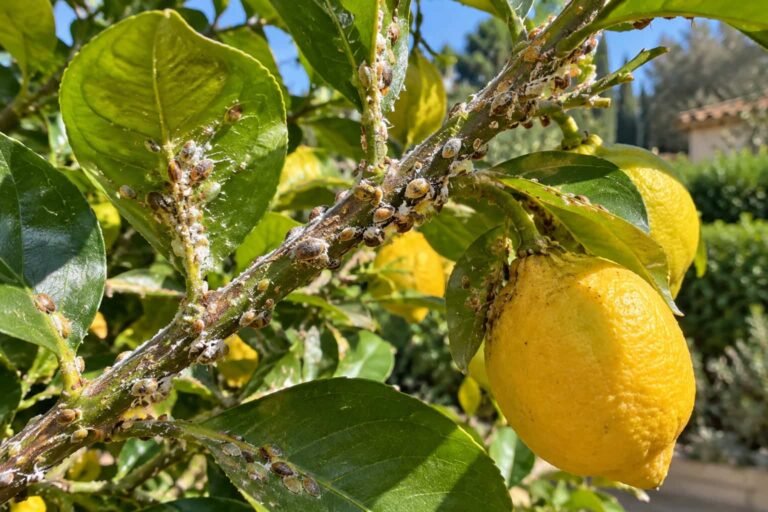 Cochenille sur un citronnier