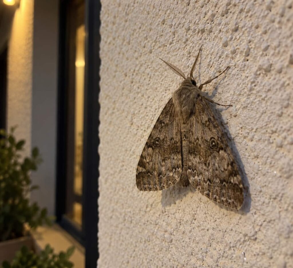 Papillon de nuit