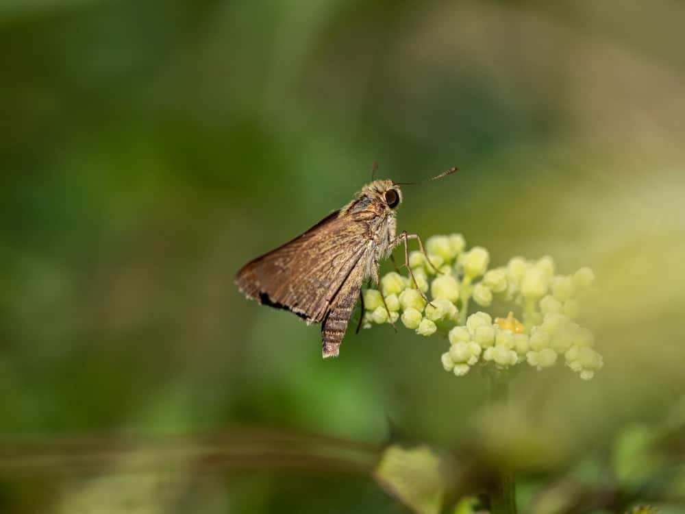 Papillon hespérie près de Yokohama